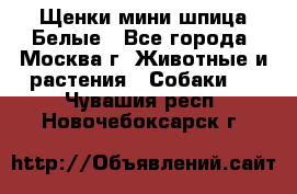 Щенки мини шпица Белые - Все города, Москва г. Животные и растения » Собаки   . Чувашия респ.,Новочебоксарск г.